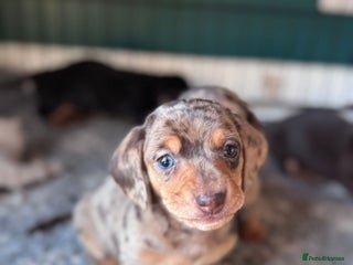 Miniature Dachshund dogs ⭐ OUTSTANDING MINI DACSHUND PUPS ⭐️ - Advert 8