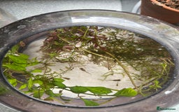 Live Bearers fish for sale: Guppy Fry £0.50  - Image 1