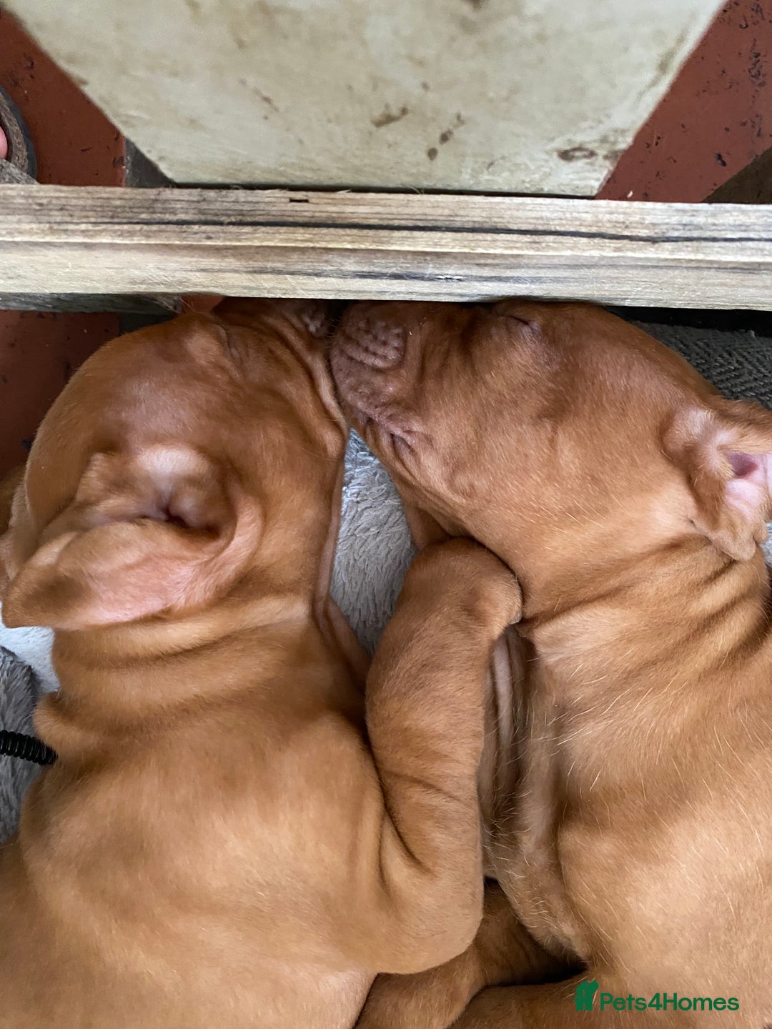 Hungarian Vizsla dogs for sale: Hungarian Vizsla  - Advert 14