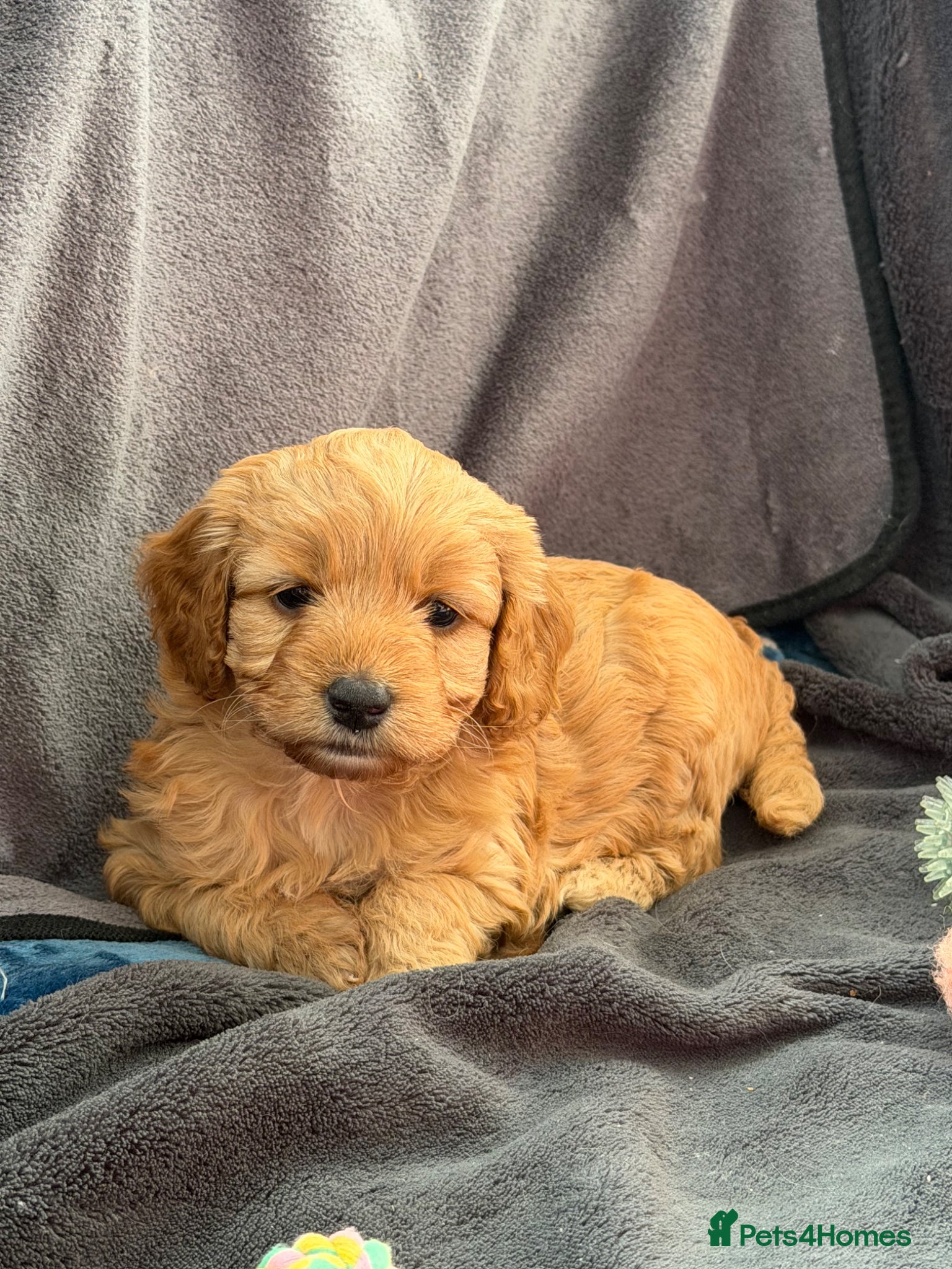 Cavapoochon dogs Adorable Cavapoochon Puppies - Hypoallergenic ❤️ - Advert 18