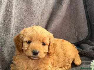 Cavapoochon dogs Adorable Cavapoochon Puppies - Hypoallergenic ❤️ - Advert 18