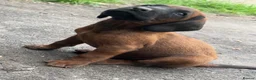 Bavarian Mountain Hound dogs for sale: Bavarian mountain hound pups in Londonderry - Advert 7