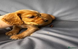 Cocker Spaniel dogs for sale: A litter of 6 gorgeous cocker spaniel puppies - Image 8