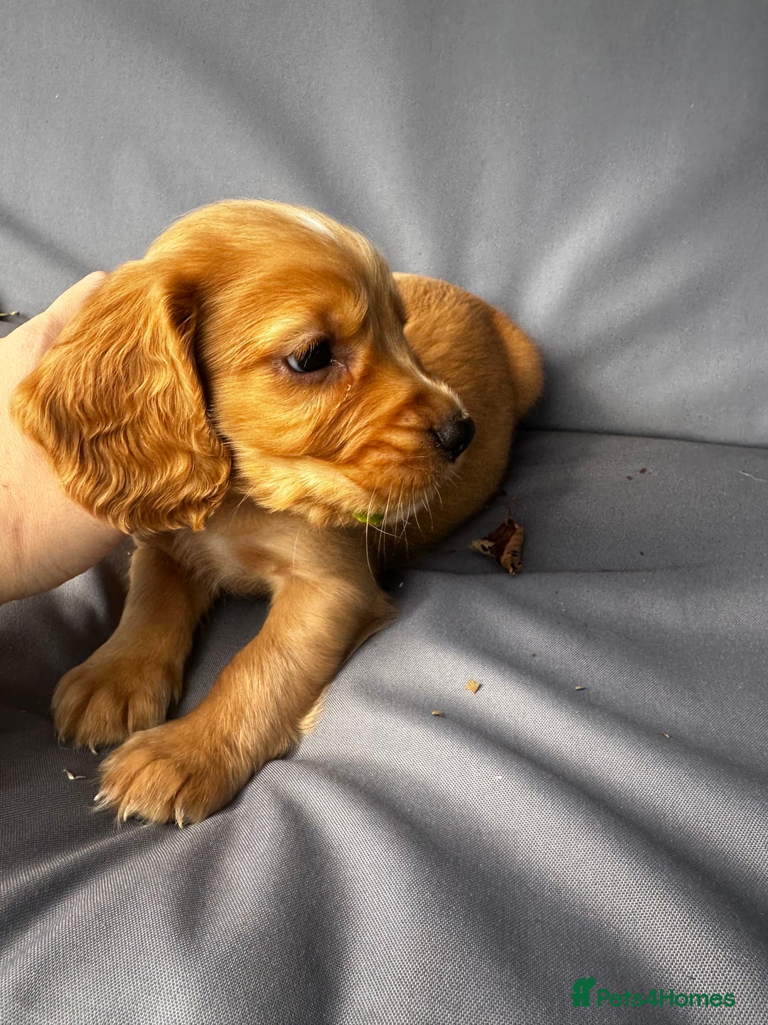 Cocker Spaniel dogs for sale: A litter of 6 gorgeous cocker spaniel puppies - Image 8
