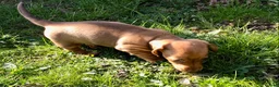 Miniature Dachshund dogs for sale: Smooth haired min Dachshund - Advert 28