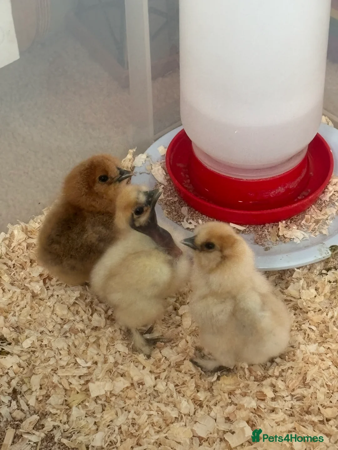 Chickens poultry for sale: Silkies chicks  - Advert 1