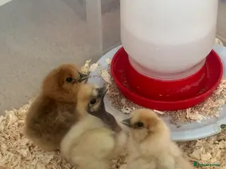 Chickens poultry Silkies chicks - Advert 3