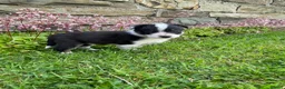 Border Collie dogs for sale: 6 Adorable Border Collie Puppies  in Brecon - Advert 10