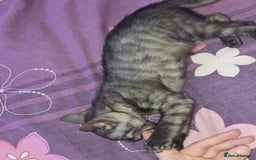 Bengal cats for sale: SOLD  last bengal boy ready now  - Image 7