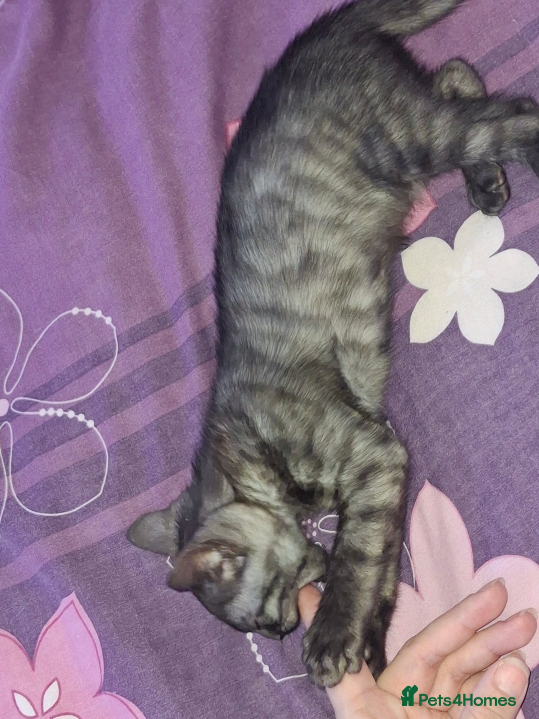 Bengal cats for sale: SOLD  last bengal boy ready now  - Image 7
