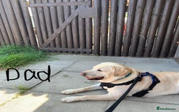 Labrador Retriever dogs for sale: Beautiful chunky yellow  Labrador puppy’s  - Image 8