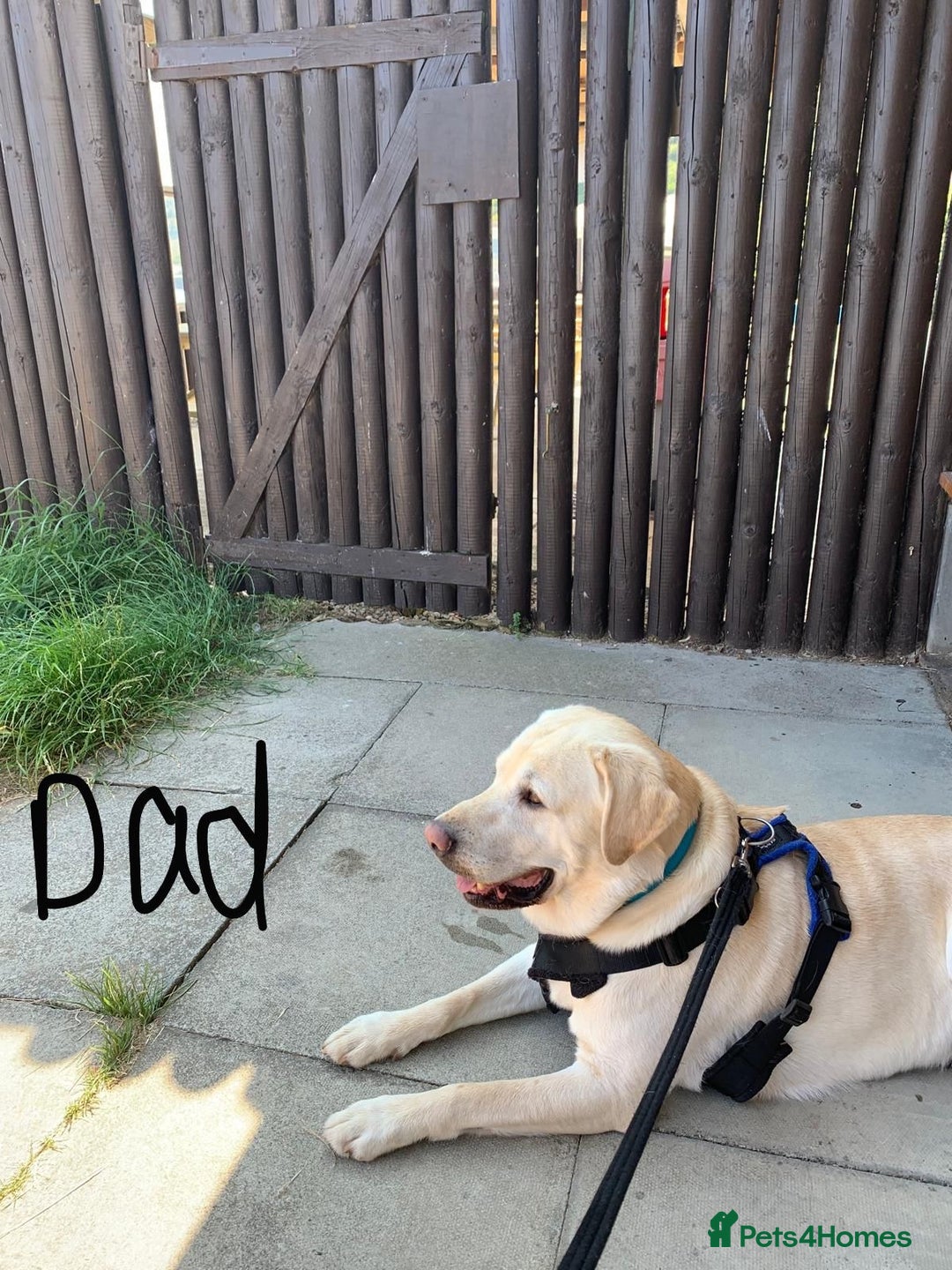 Labrador Retriever dogs for sale: Beautiful chunky yellow  Labrador puppy’s  - Image 8