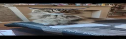 Maine Coon cats for sale: GCCF active mainecoon queen - Advert 4