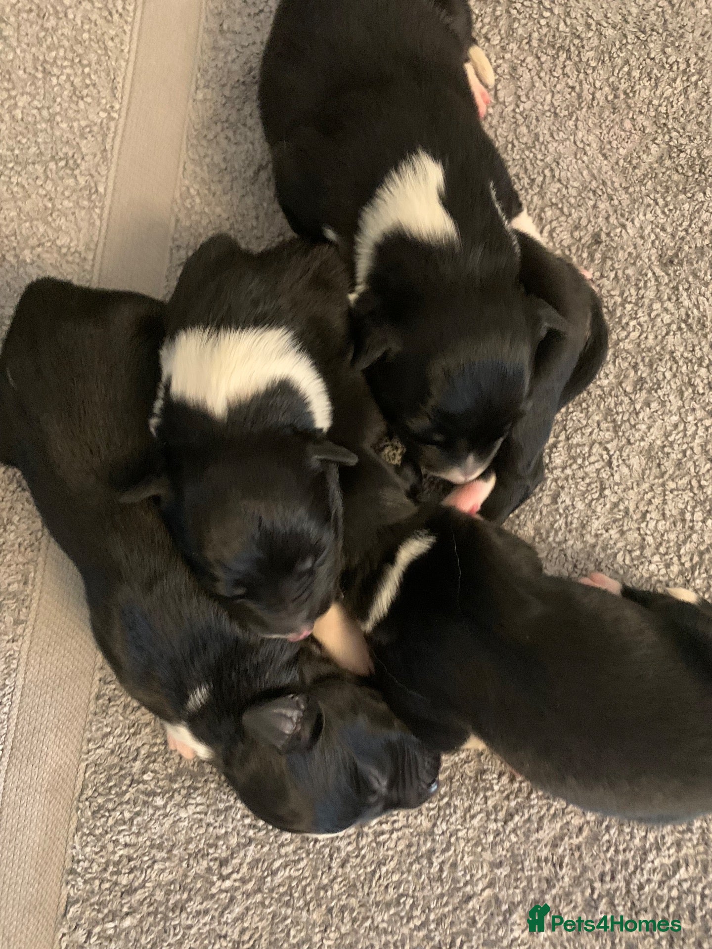 Border Collie dogs Pure border collie pups - Advert 13
