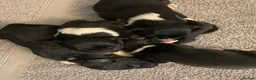 Border Collie dogs for sale: Pure border collie pups - Advert 7