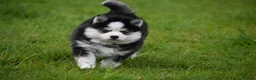 Pomsky dogs for sale: F4 Genuine Pomskies from health tested parents - Advert 20