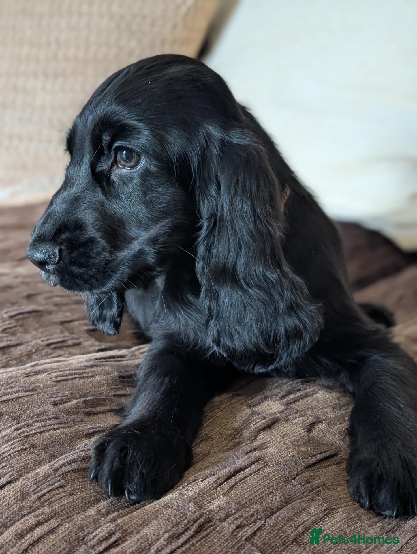 Cocker Spaniel dogs Health Tested KC Reg Showline Cocker Spaniel Pups - Advert 2