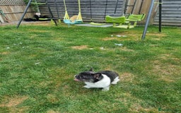 French Bulldog dogs for sale: Pink floodle producer Male - Image 3