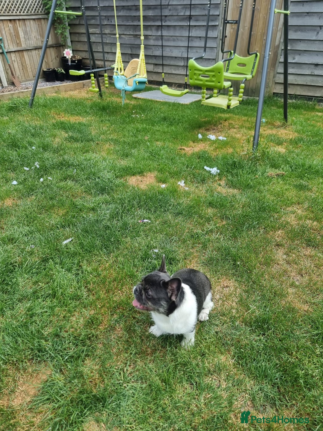 French Bulldog dogs for sale: Pink floodle producer Male - Image 3