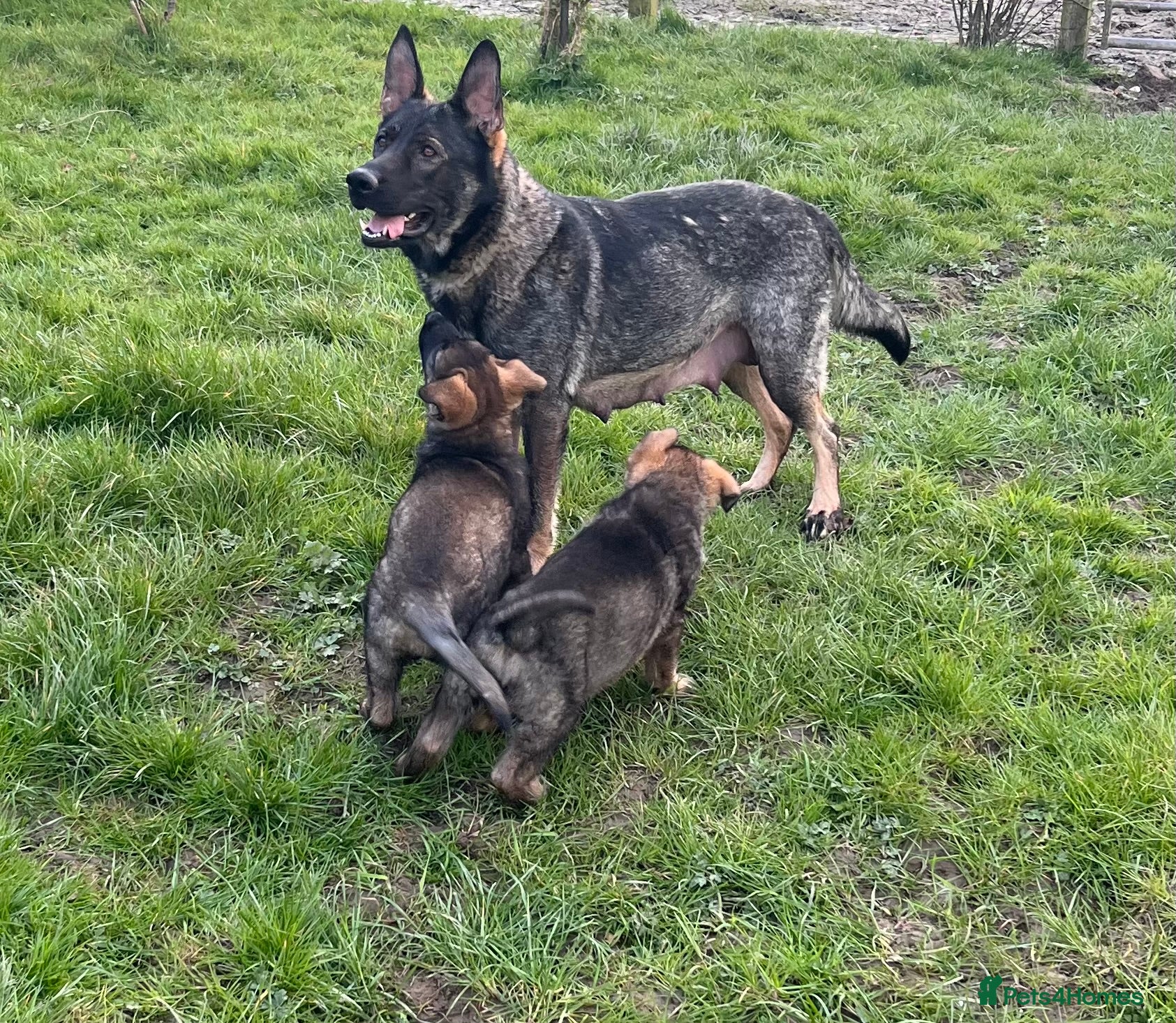 German Shepherd dogs Exceptional working line German shepherd pups - Advert 1