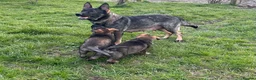 German Shepherd dogs for sale: Exceptional working line German shepherd pups - Advert 1