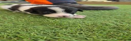 Border Collie dogs for sale: Border collie puppy’s only girls left  - Advert 8