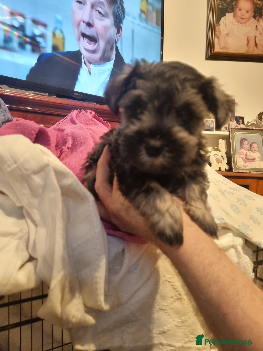Miniature Schnauzer dogs for sale: 6week old miniature schnauzers - Image 6