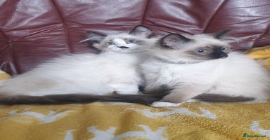 Ragdoll cats - Advert 2