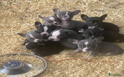 Mixed Breed dogs for sale: Frenchie x pocket bully  - Image 2