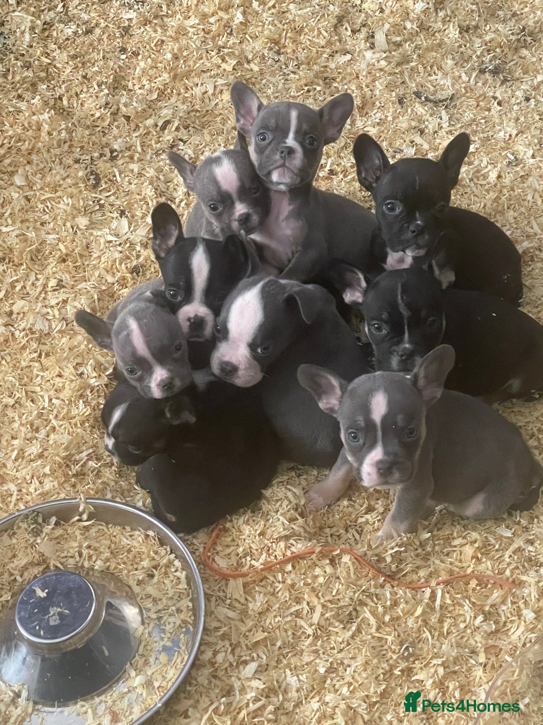 Mixed Breed dogs for sale: Frenchie x pocket bully  - Image 2