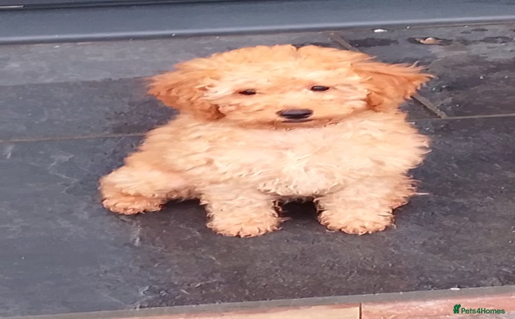 Miniature Poodle dogs - Advert 2