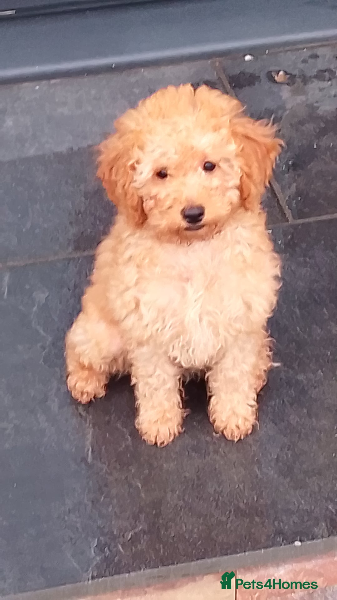 Miniature Poodle dogs for sale: ✨KC Top quality parents health tested pure breed ✨ - Image 1