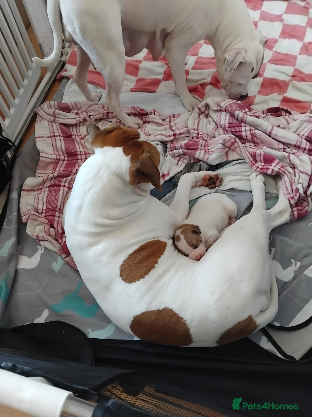 American Bulldog dogs for sale: American bulldogs  - Advert 20