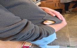 Ferret rodents for sale: Baby ferrets - Image 3