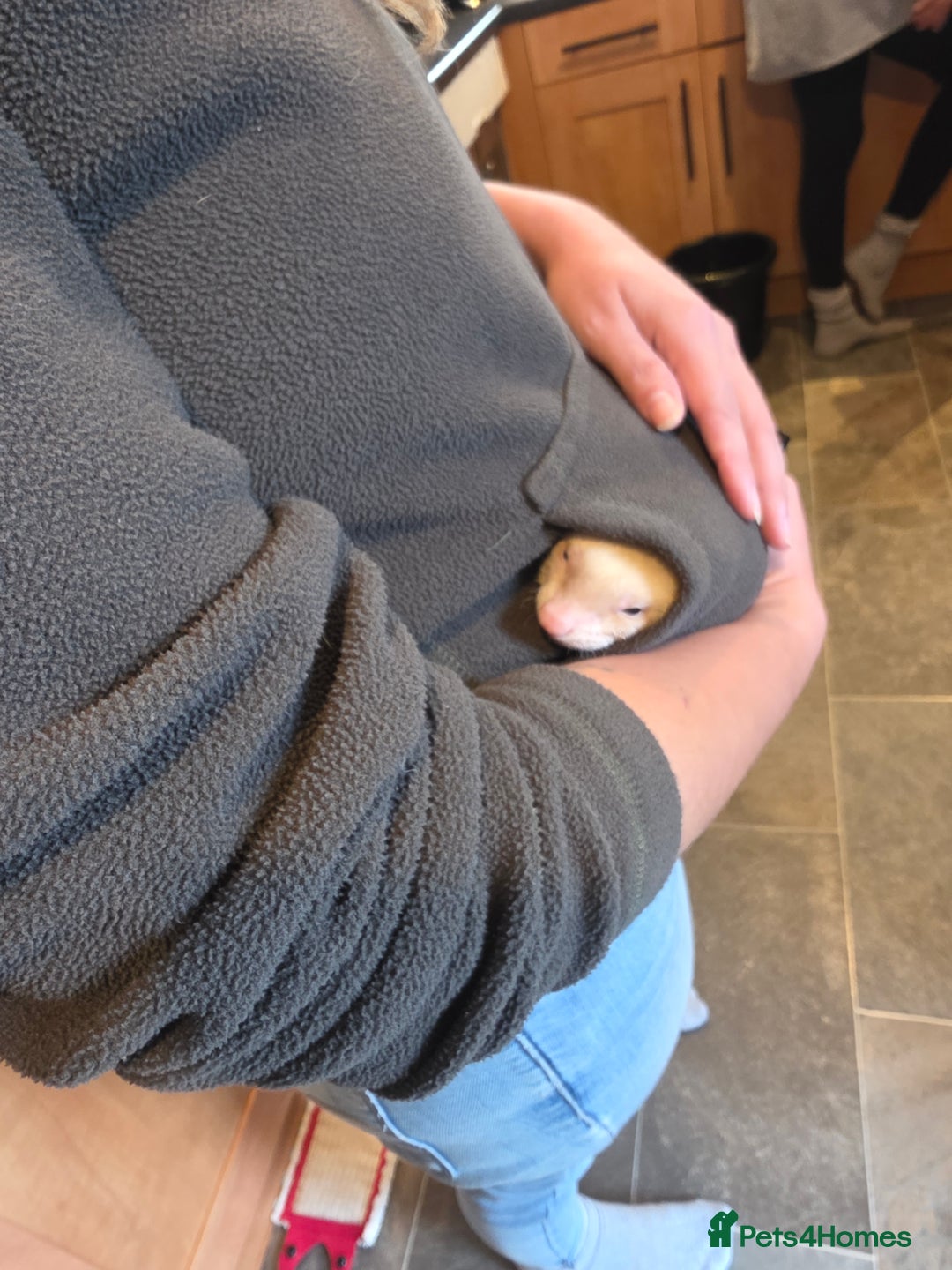 Ferret rodents for sale: Baby ferrets - Image 3