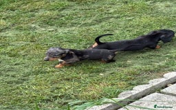 Dachshund dogs for sale: Miniature dachshunds ready now 💗 - Image 30