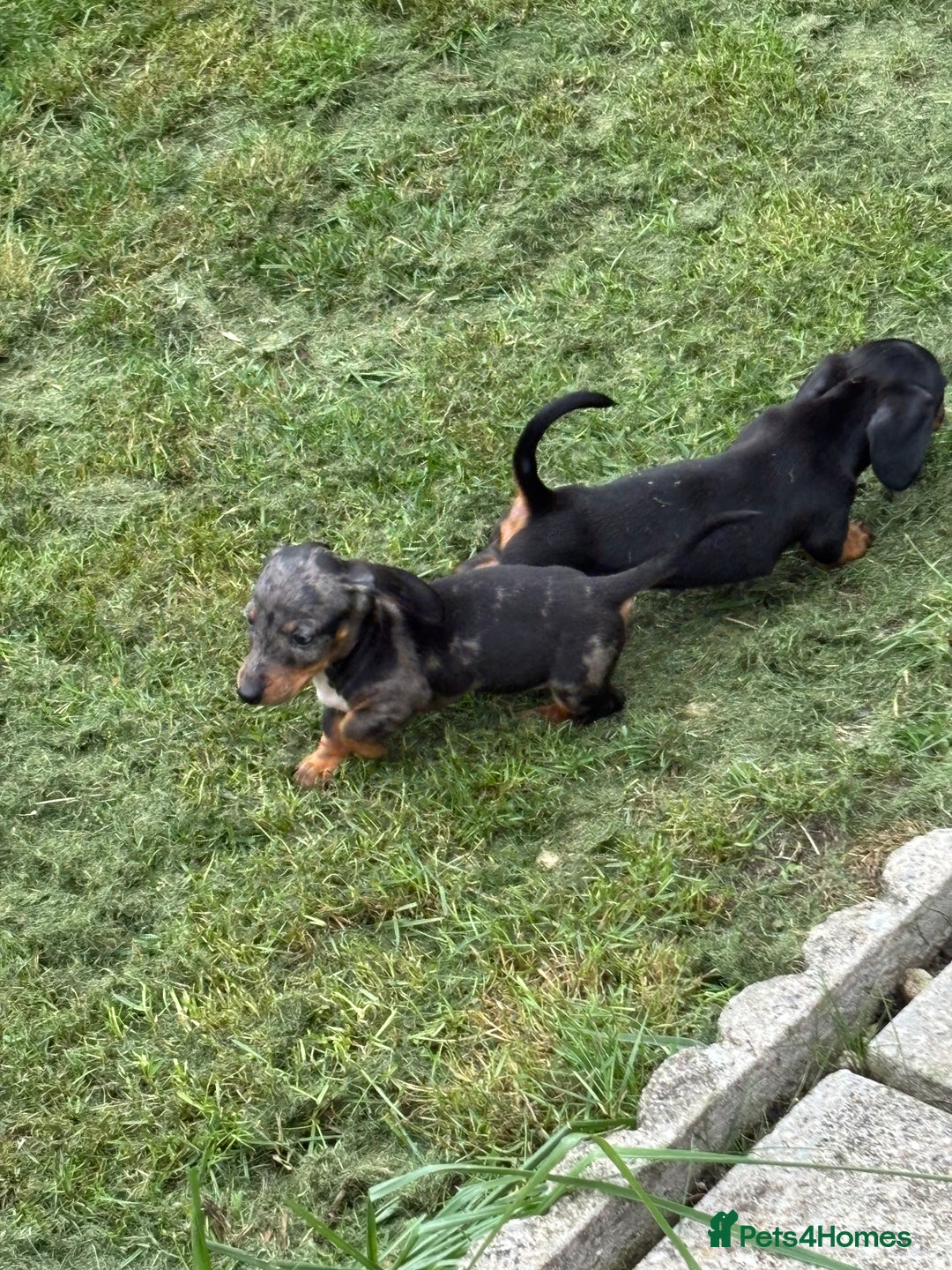 Dachshund dogs for sale: Miniature dachshunds ready now 💗 - Image 30