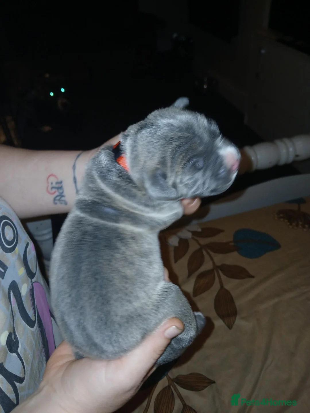 Cane Corso dogs for sale: Cane corso pup in Birmingham - Advert 32