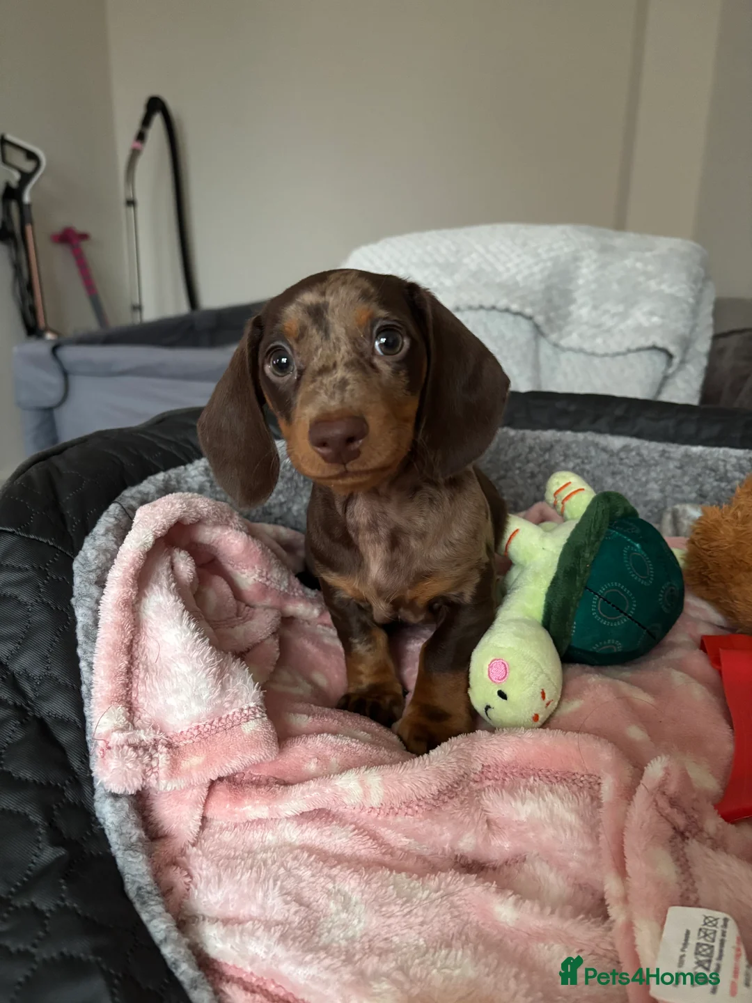 Dachshund dogs for sale: Miniature Dachshund  - Advert 5