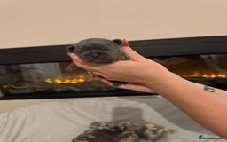 French Bulldog dogs for sale: Beautiful blue and lilac merle French bulldogs - Image 16