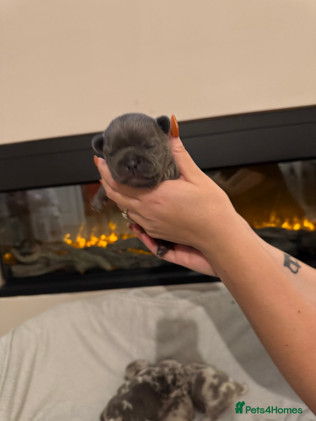 French Bulldog dogs for sale: Beautiful blue and lilac merle French bulldogs - Image 16