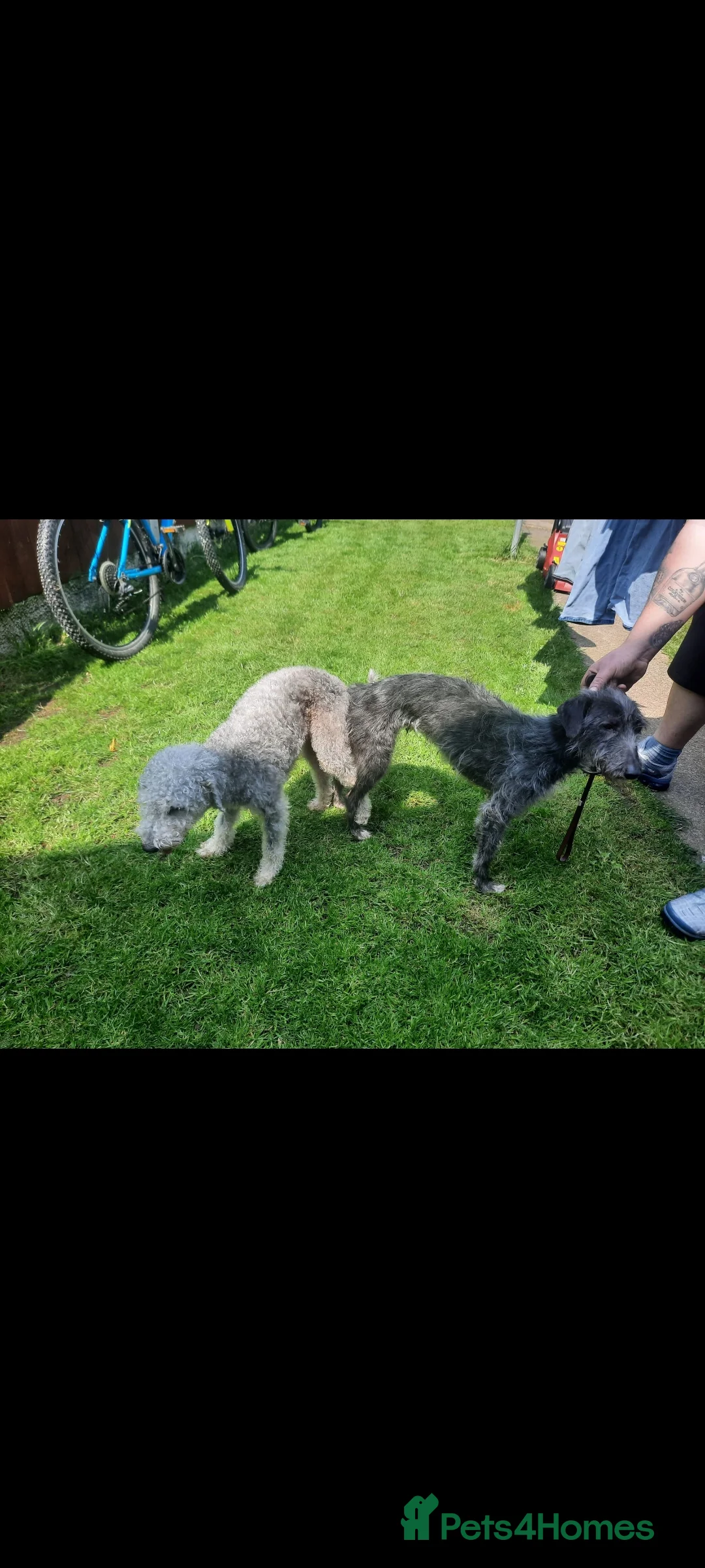Bedlington Terrier dogs for stud: Teddy the beddy in Worksop - Advert 13