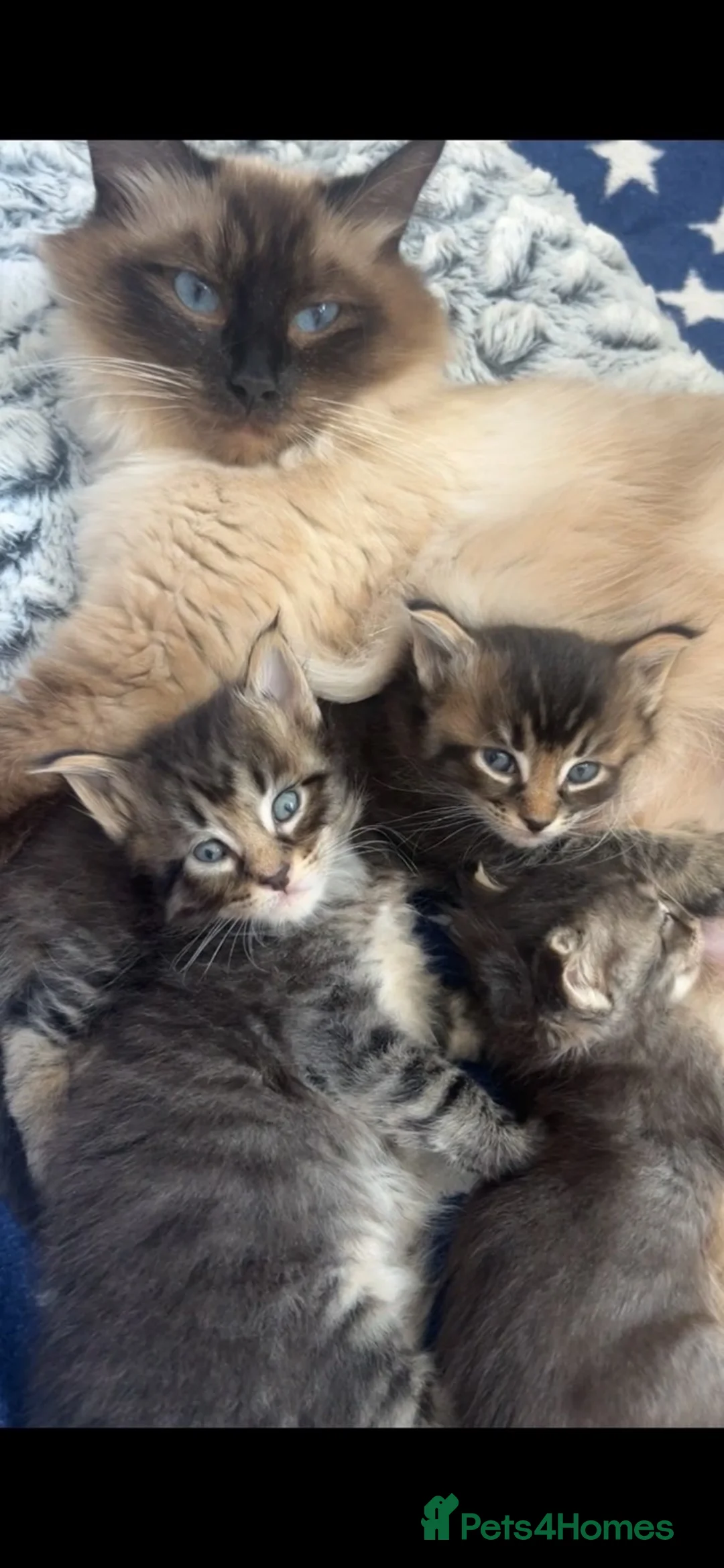 Ragcoon cats for sale: Ragcoon - Advert 4