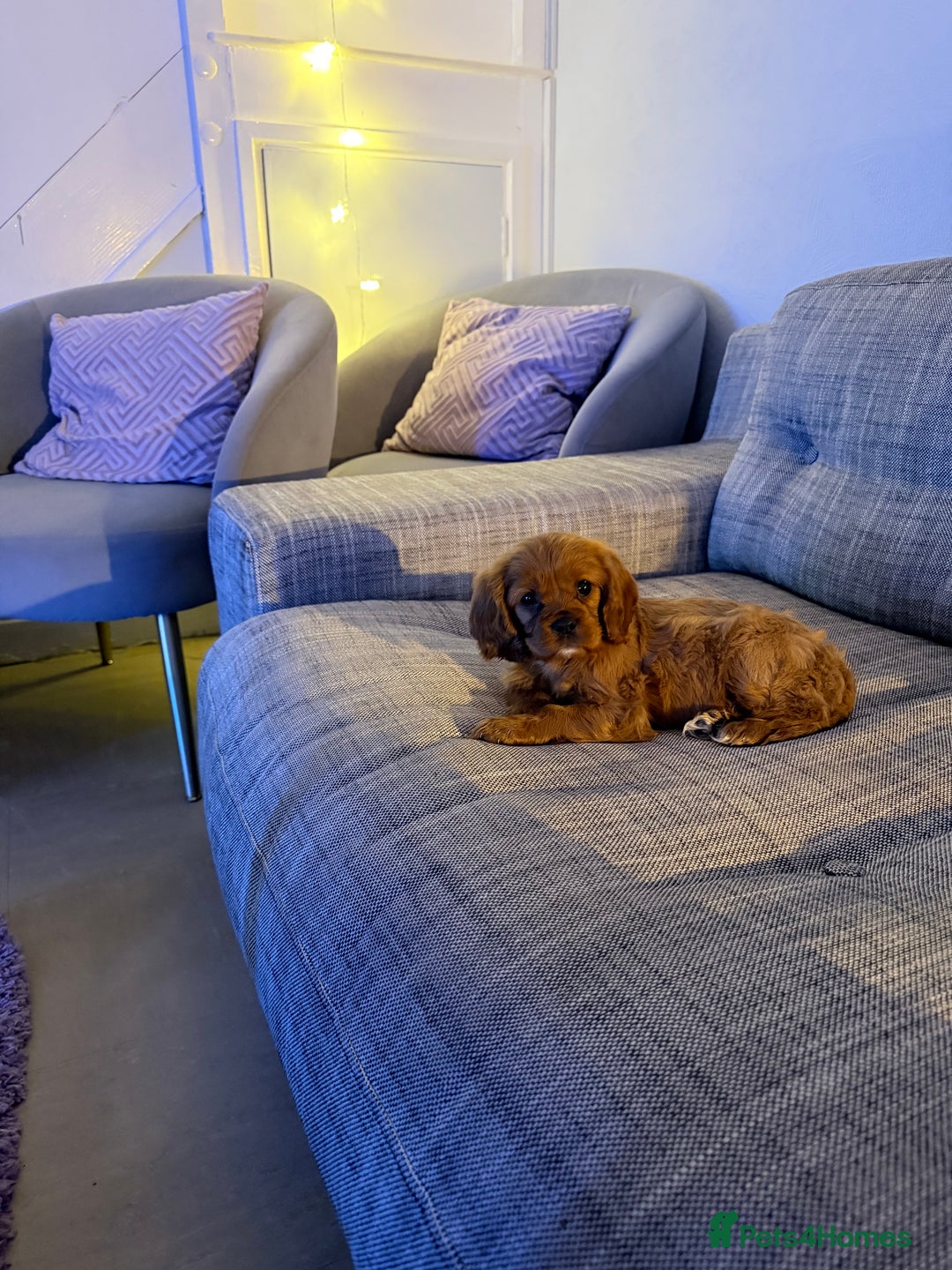 Cavalier King Charles Spaniel dogs for sale: Super sad URGENT rehoming - Advert 6