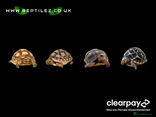Tortoise reptiles TORTOISE BABIES - Advert 14