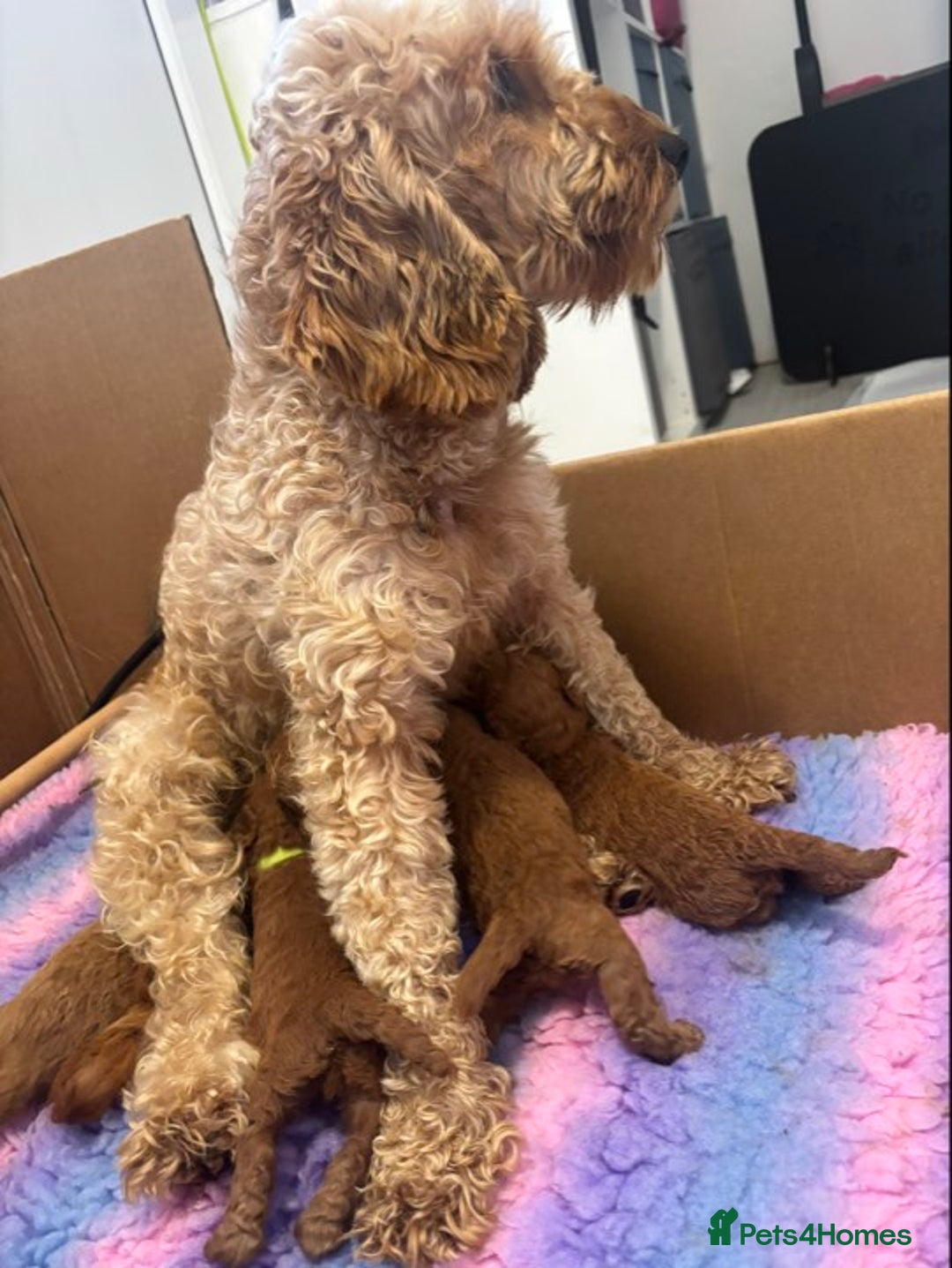 Cavapoo dogs for sale: Fox RED Cavapoo Puppies - Image 9