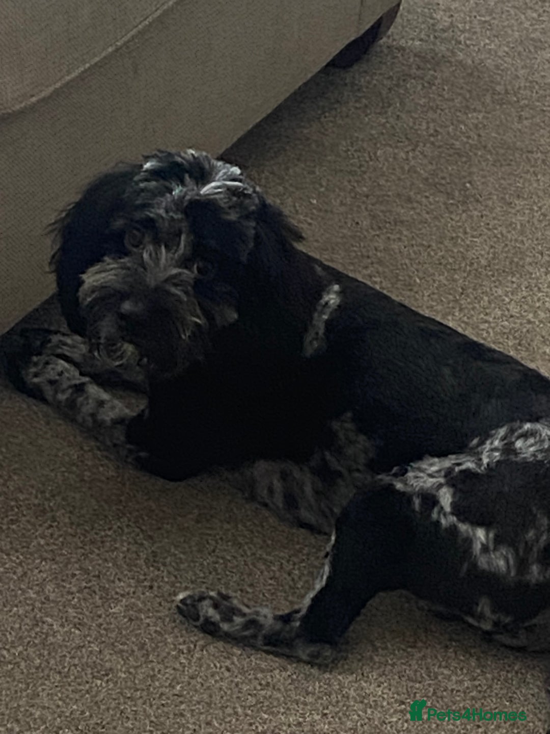 Cockapoo dogs for sale: Male, cockerpoo  - Image 3