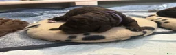 Cockapoo dogs for sale: 🤎 Premium Chocolate Cockapoo 🤎 in Worcester - Advert 8