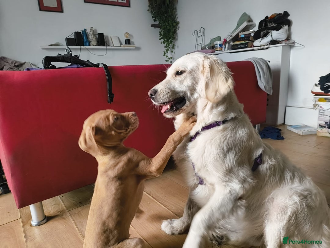 Mastiff dogs for sale: Mastiff X Pups - Advert 5