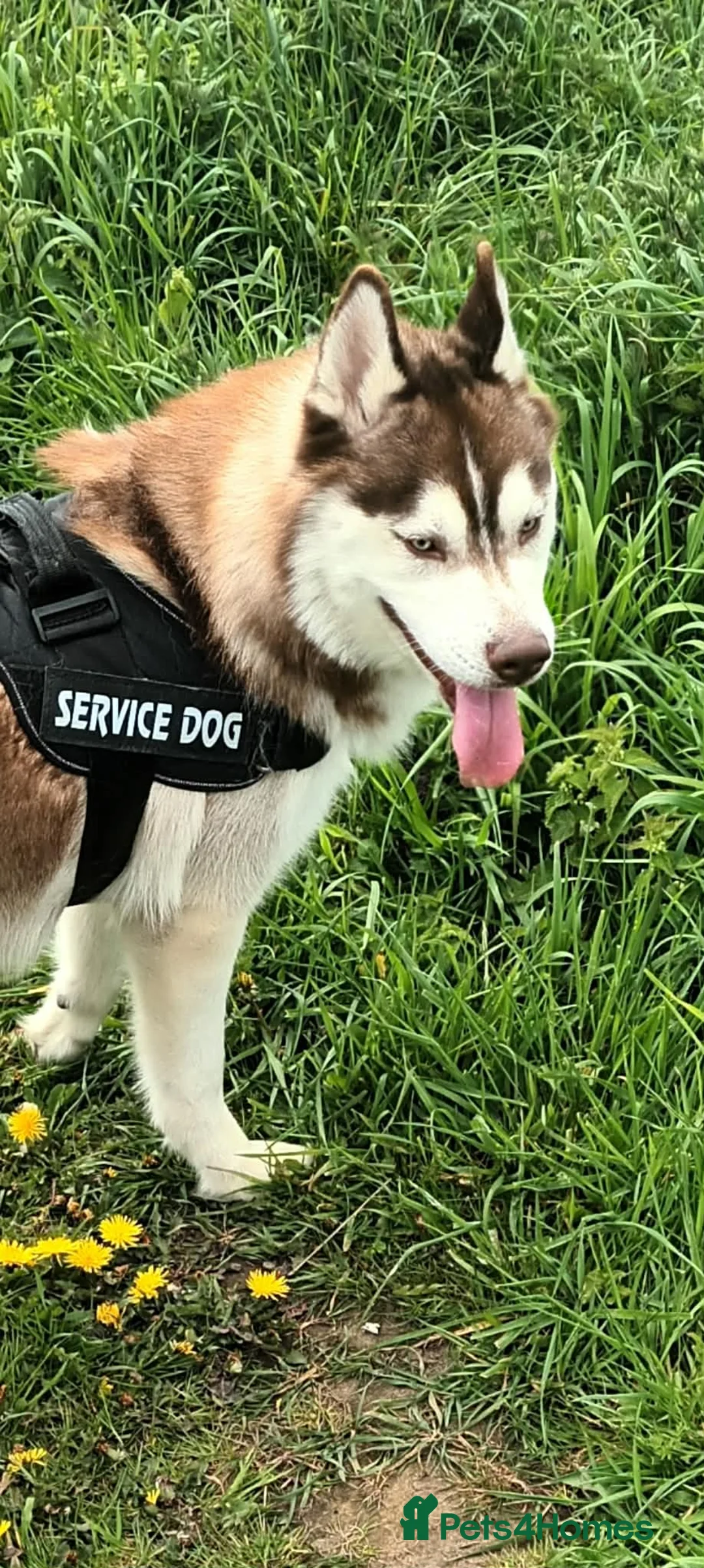 Siberian Husky dogs for sale: Pedigree Siberian Husky Male - Advert 2